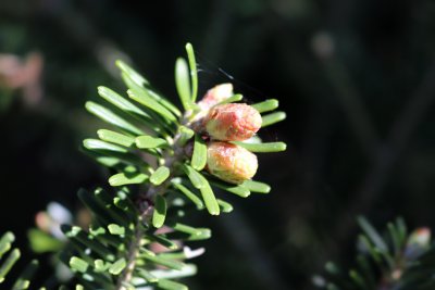 Abies koreana - jedle korejská - nové výhony